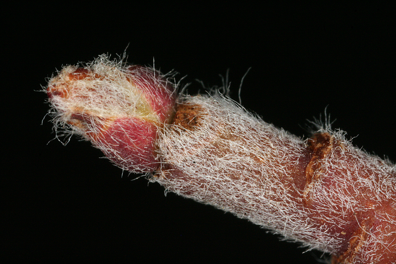 Terminal bud, which is a deep reddish-brown and covered in fine hairs