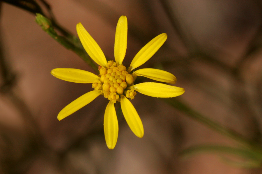 Narrow, widely spaced yellow rays and darker yellow disk flowers