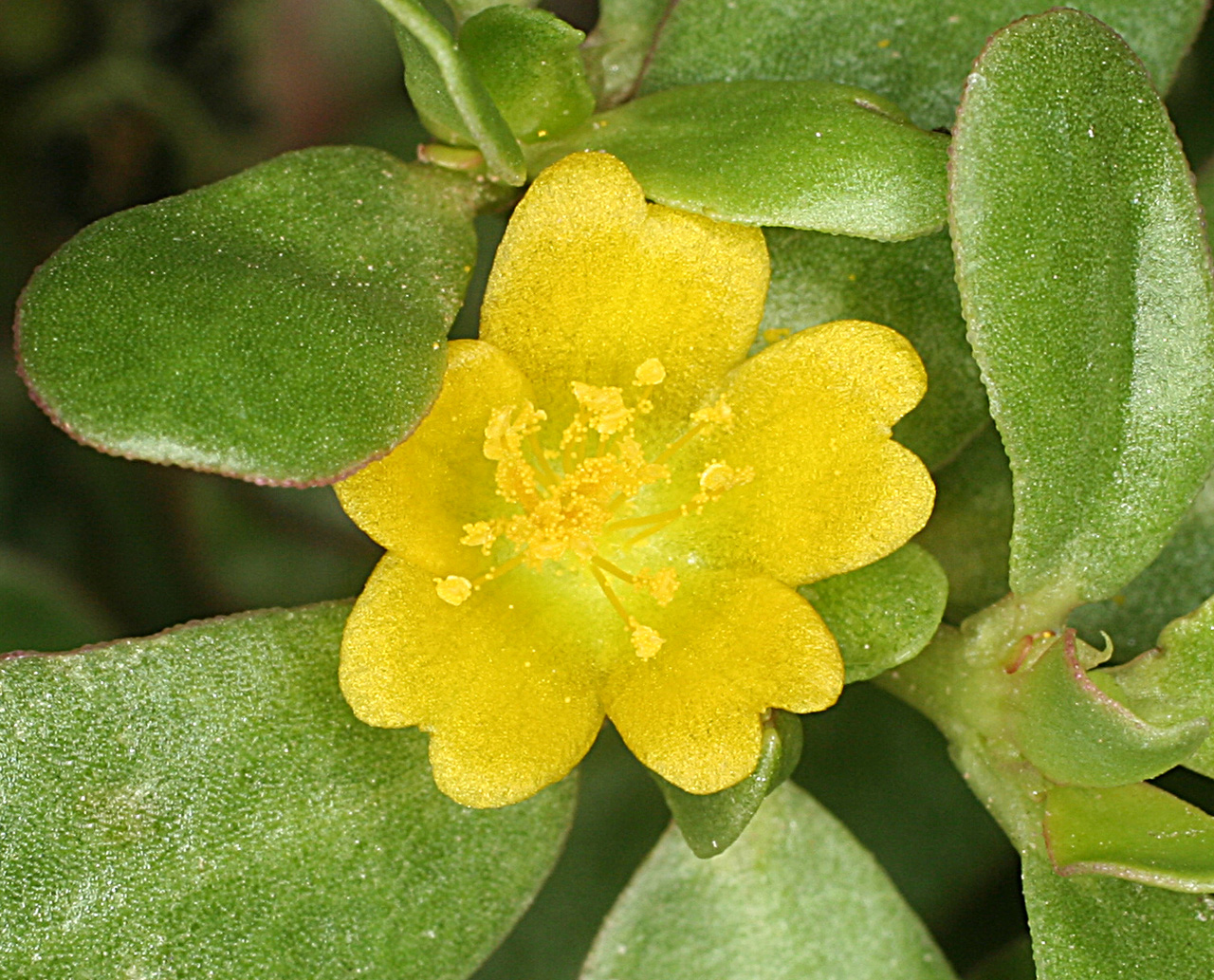 Foliage and yellow flower. The five petals are two-lobed. Stamens are yellow.