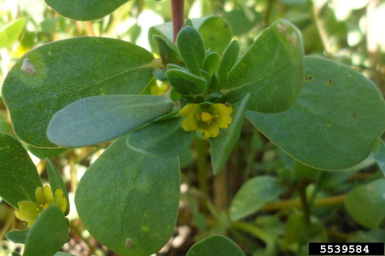 Small, single yellow flower with bright green foliage behind.