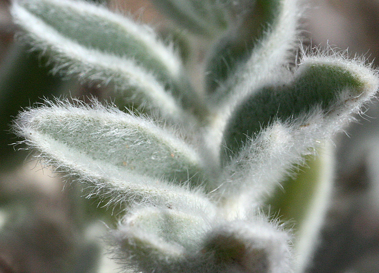 Wooly foliage, which has a greenish-silver coloration