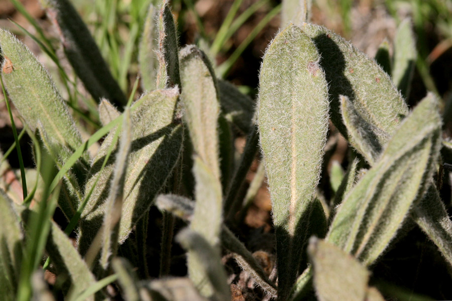 closeup of green leaves of plant