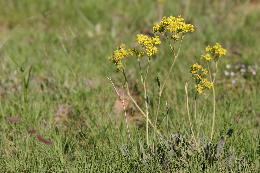 skinny green plant with green leaves and small yellow flowers growing in bunches at the end of the stalks