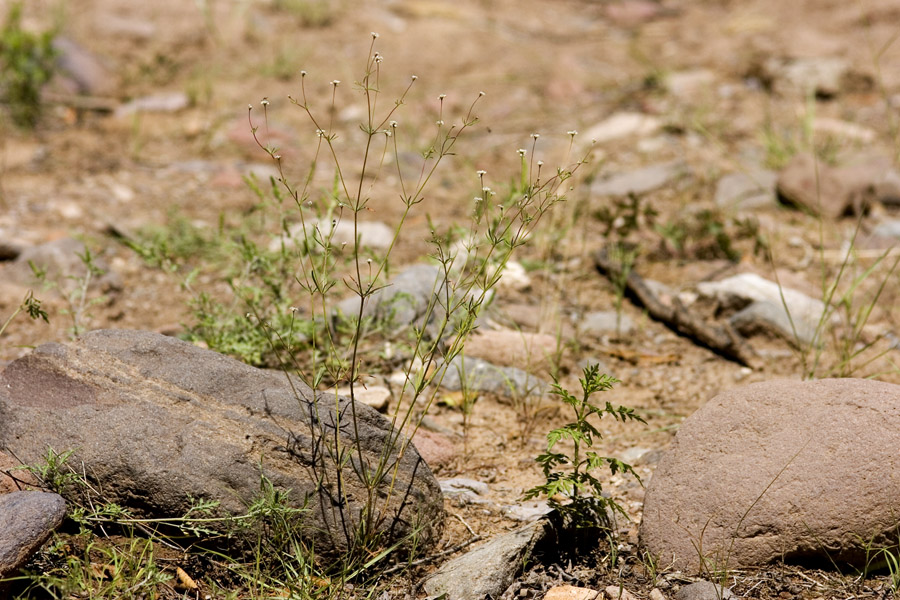 skinny green plant with green leaves and small white flowers growing up along the stalks