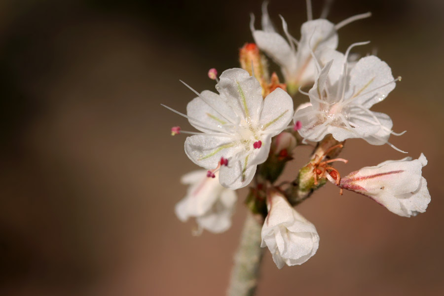closeup of white flowers with pink stamen