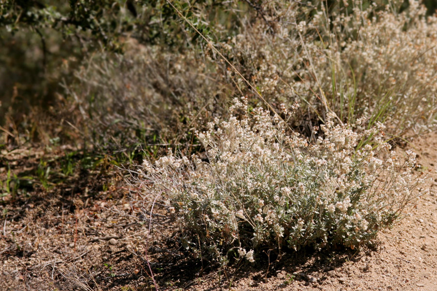 short bush-like plant with white flowers