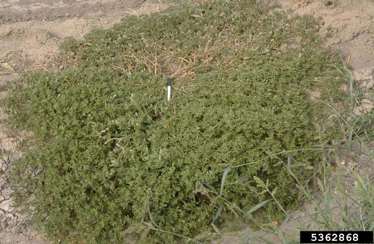 Mass of dull green foliage covering a large area with dull brown grassland behind.