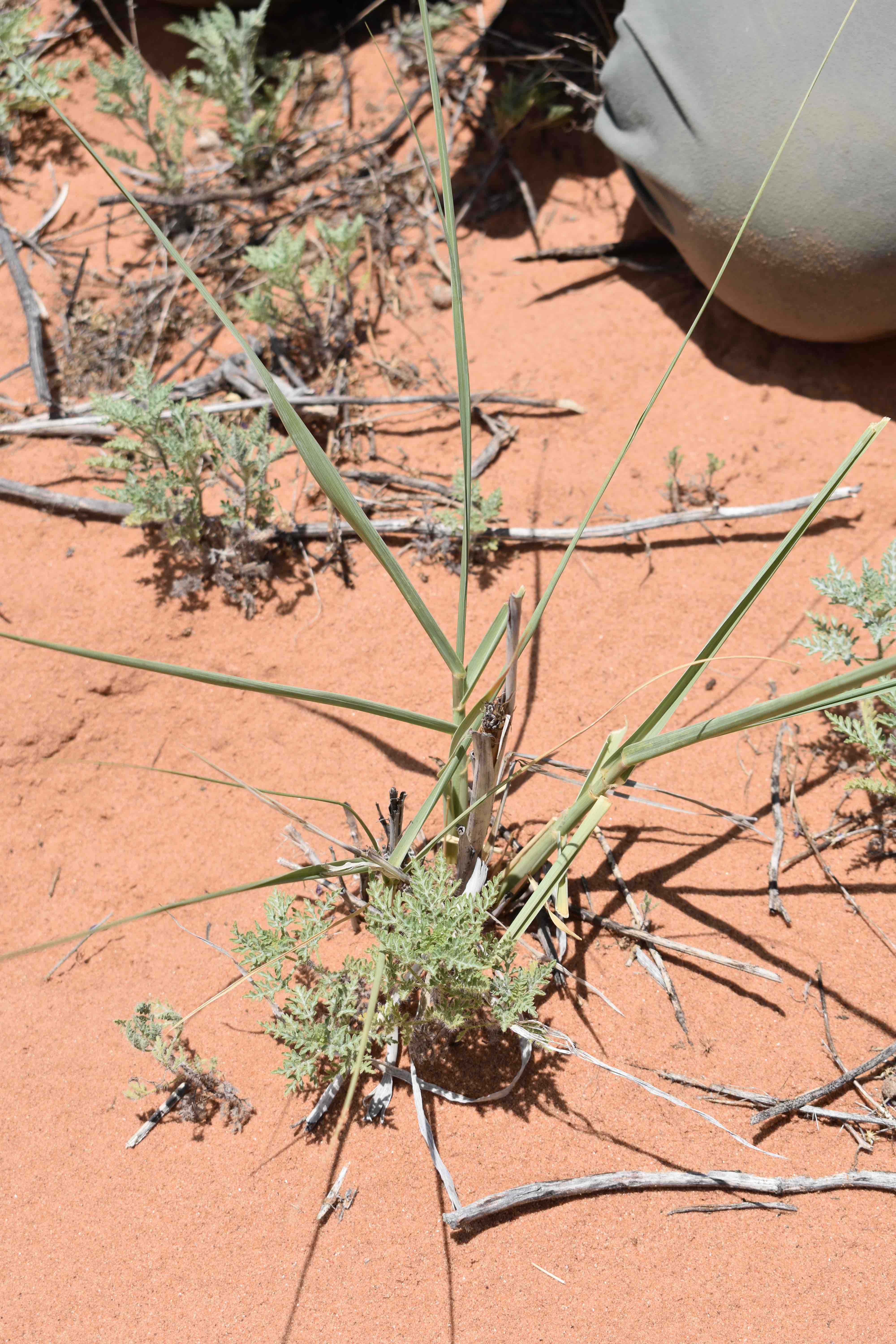 seedling growing on reddish sandy soil