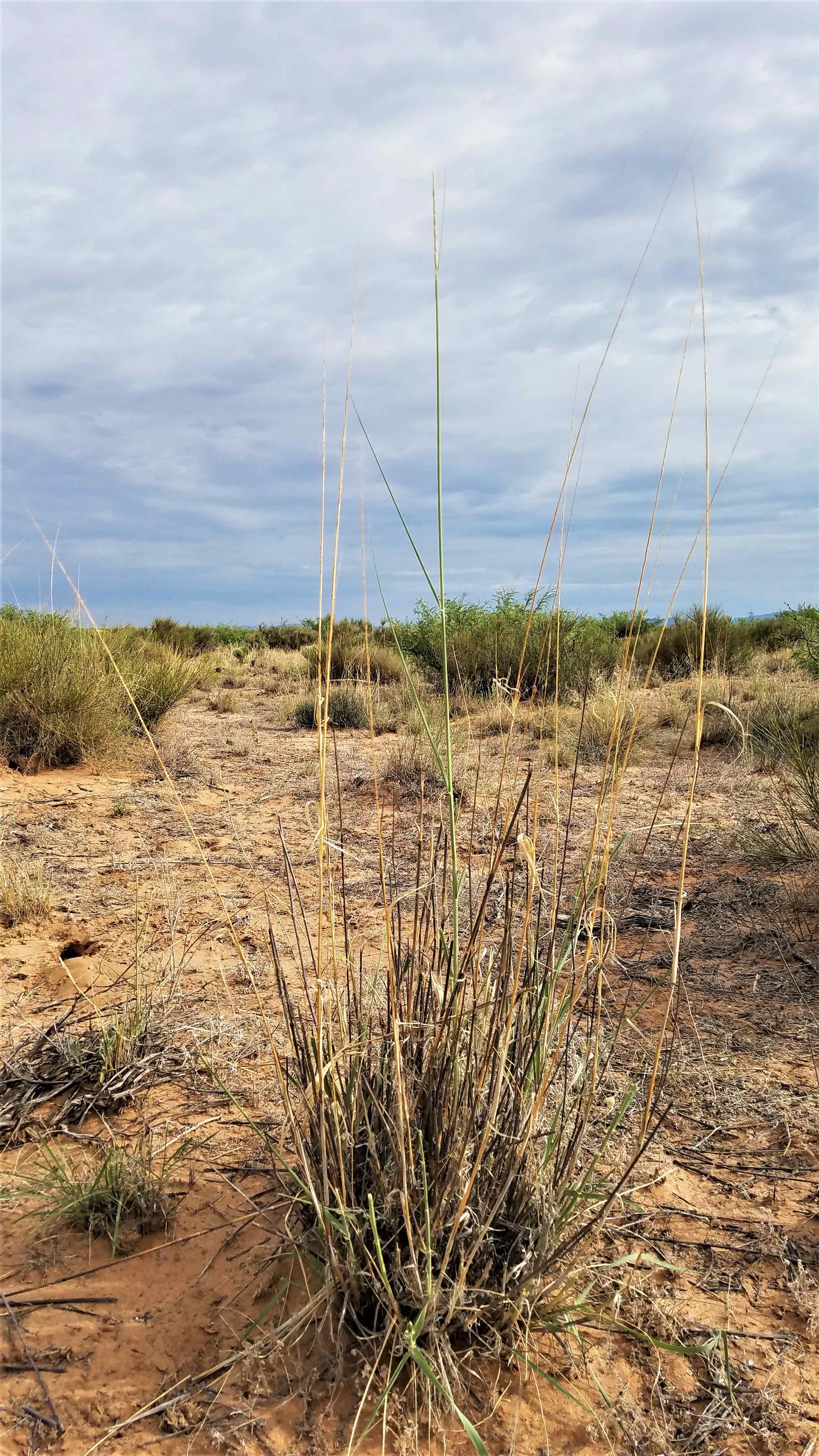 Whole plant of giant dropseed with mesquite shrubs in background